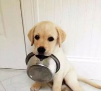 狗狗好像一直吃不飽，需要加餐嗎？