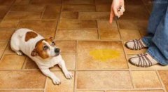 懲罰狗狗常見誤區，你知道嗎？