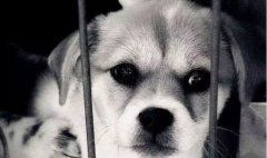 你的行為傷害到狗狗了嗎？