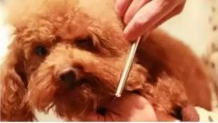 如何給狗狗梳毛？