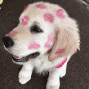 我家狗，在外面有人了！