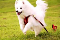 狗狗教會我們的人生道理，你做到了嗎？