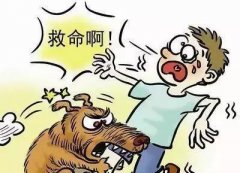 如遇惡犬咬人該怎么辦？這些知識也許能救命！