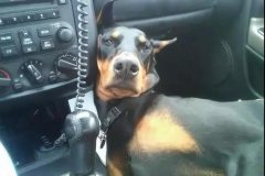 開車載狗雖拉風，背后的安全隱患你又知多少？