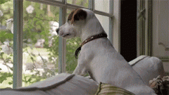 狗狗的十個(gè)有趣的小心思，你可一定要知道！