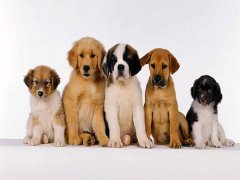 擁有“招狗體質(zhì)”是種什么樣的體驗(yàn)？