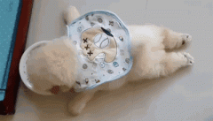 狗狗懶出新境界，只有你想不到，沒有它們做不