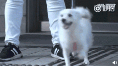 狗，真是人類最好的朋友嗎？