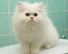 為什么越來(lái)越多的人都養(yǎng)貓？喵星人：我吃得少