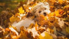 氣溫驟變，謹記寵物保暖誤區！ 華興寵物食品
