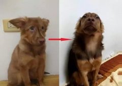 狗知道自己是狗嗎？