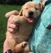 把狗當孩子養，你認同嗎？ 華興寵物食品