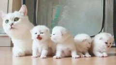 貓咪一生要經歷的六個階段，你家貓處于哪個時期？