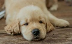 秋天，狗狗需要格外＂謹防＂的幾類疾病