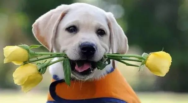 感動！原來狗狗這些表現(xiàn)，都是愛的證明