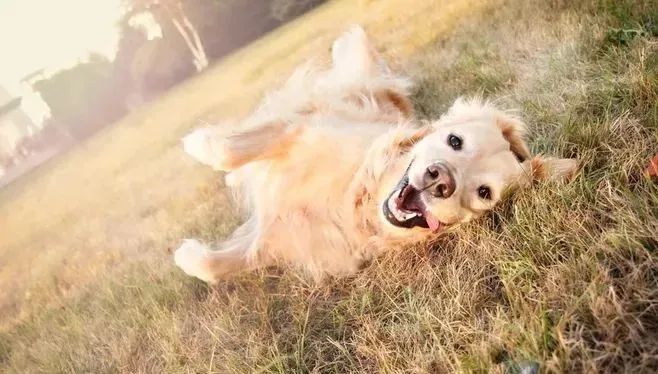撒嬌狗狗最好命！狗界撒嬌狂，養一只很幸福！